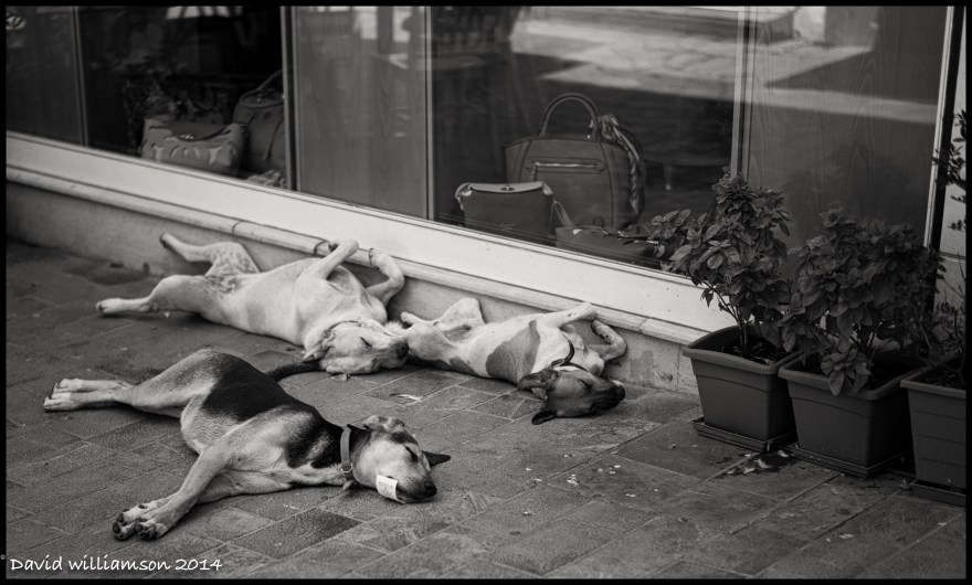 Mad Dogs and Englishmen